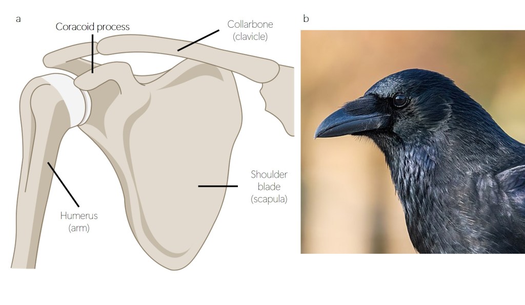 A comparison of the shoulder blade's coracoid process and a crow's beak.